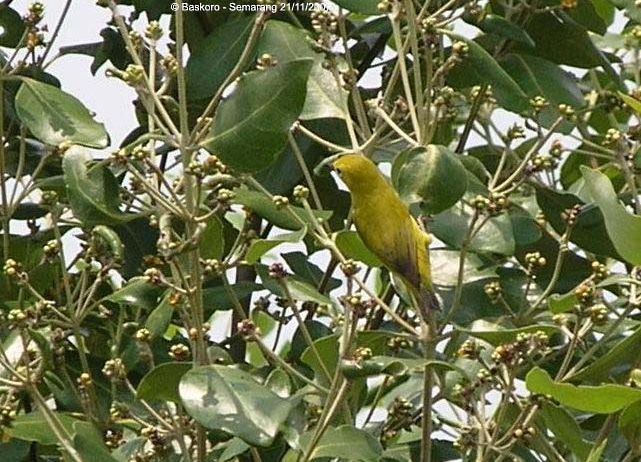 Javan White-eye - Karyadi Baskoro