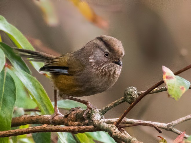 manipurfulvetta - ML378020671