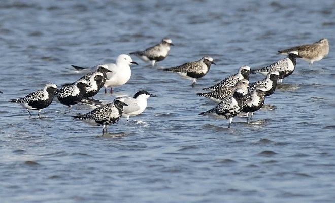 Black-bellied Plover - ML378021441