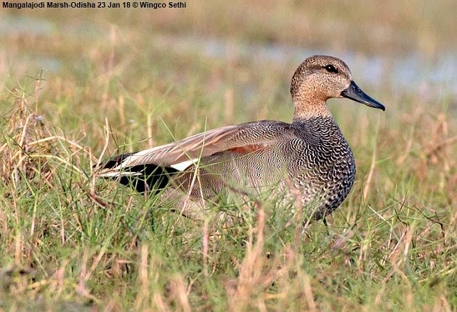 Gadwall - ML378022031