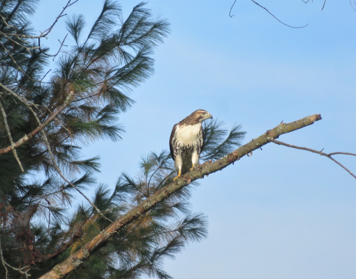 Rotschwanzbussard - ML378023291