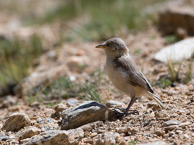 Ground Tit - ML378024811