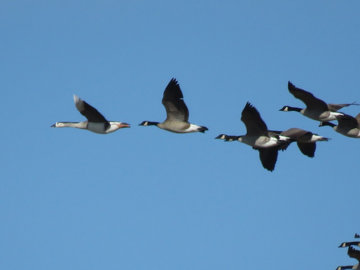 Swan Goose x Canada Goose (hybrid) - ML378025051