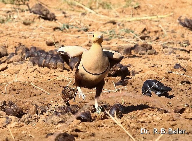 Chestnut-bellied Sandgrouse (Asian) - ML378025211