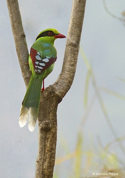Common Green-Magpie (Common) - ML378026751