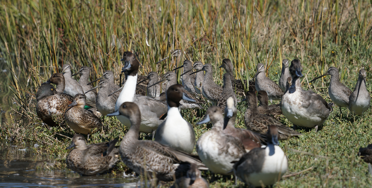 Long-billed Dowitcher - ML378026811