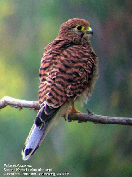 Spotted Kestrel - ML378027521