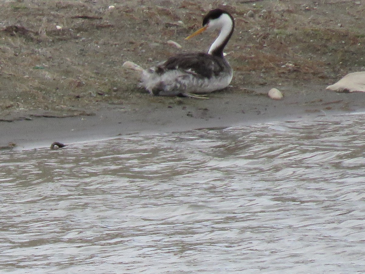 Clark's Grebe - ML378029501