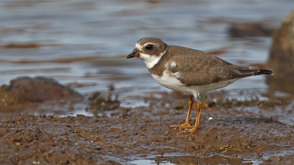 Semipalmated Plover - ML378031391
