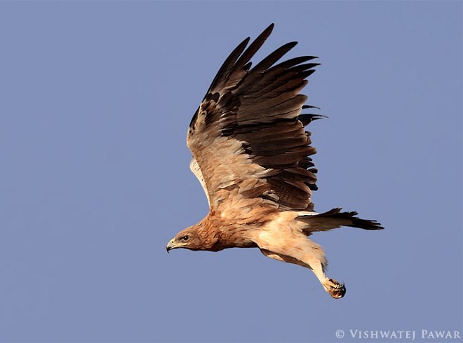 Greater Spotted Eagle - ML378031651