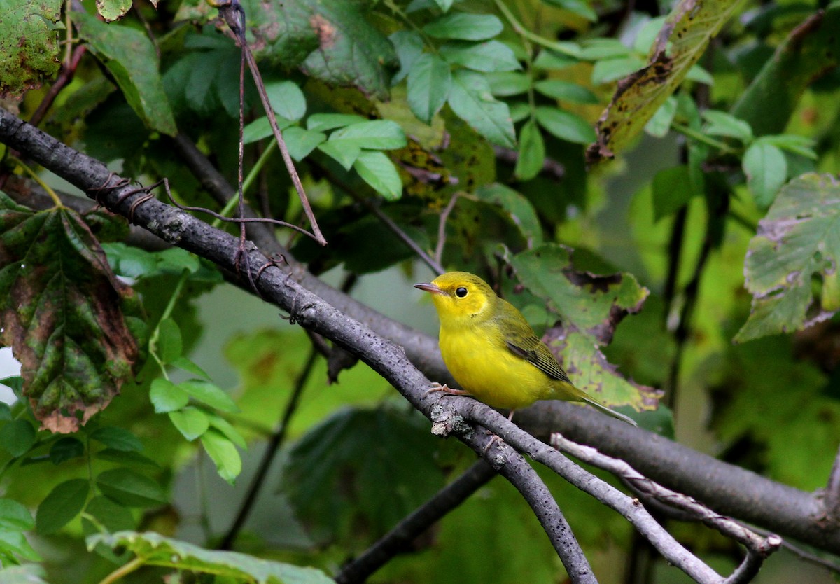 Hooded Warbler - Jay McGowan
