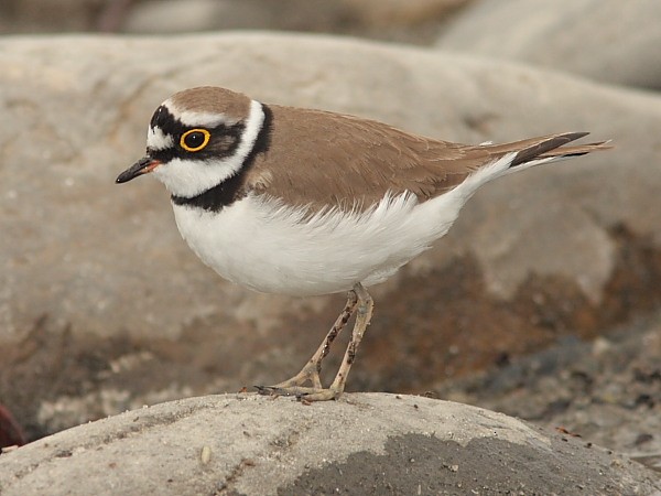 Little Ringed Plover - ML378032141