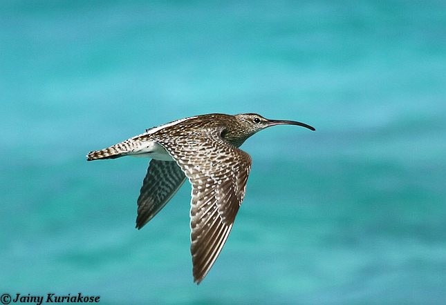 Whimbrel (White-rumped) - ML378032161