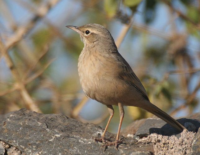 Long-billed Pipit (Persian) - ML378032571