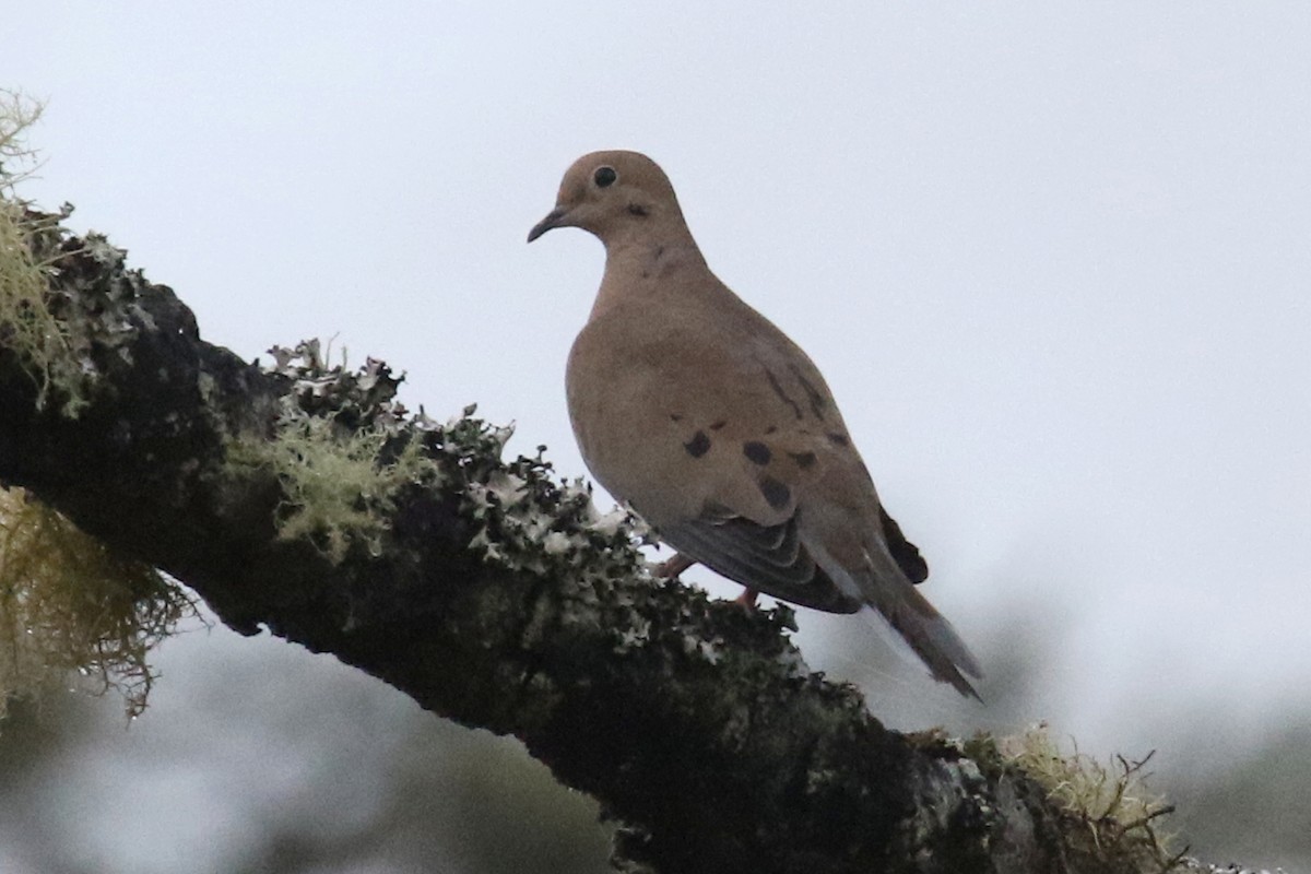 Mourning Dove - ML378033191