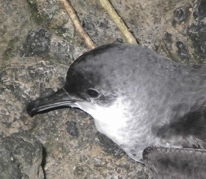 Bannerman's Shearwater - ML378034641