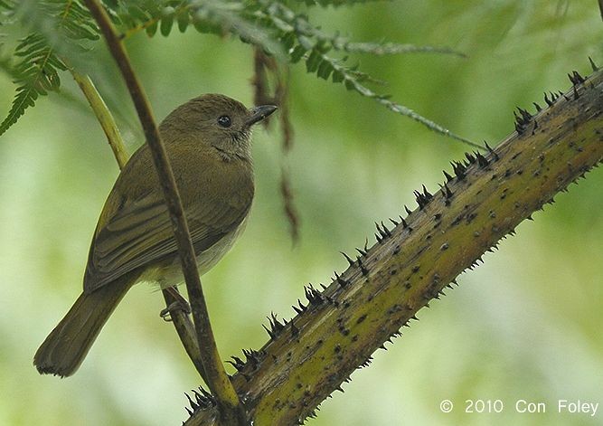 Green-backed Whistler - Con Foley