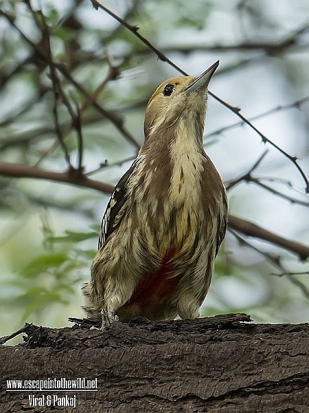 Yellow-crowned Woodpecker - Pankaj Maheria