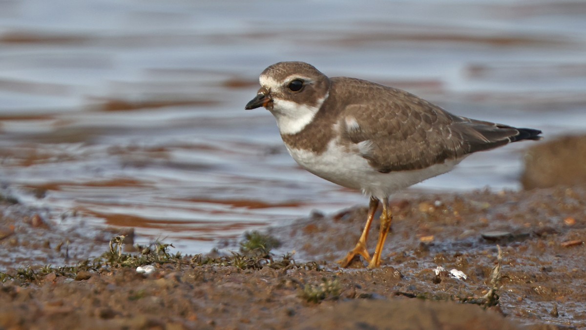 Semipalmated Plover - ML378035911