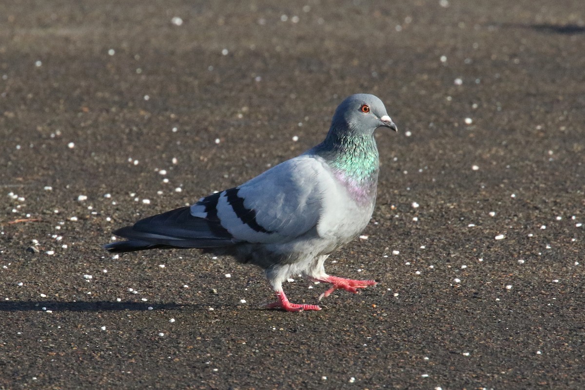 Rock Pigeon (Feral Pigeon) - ML378036551