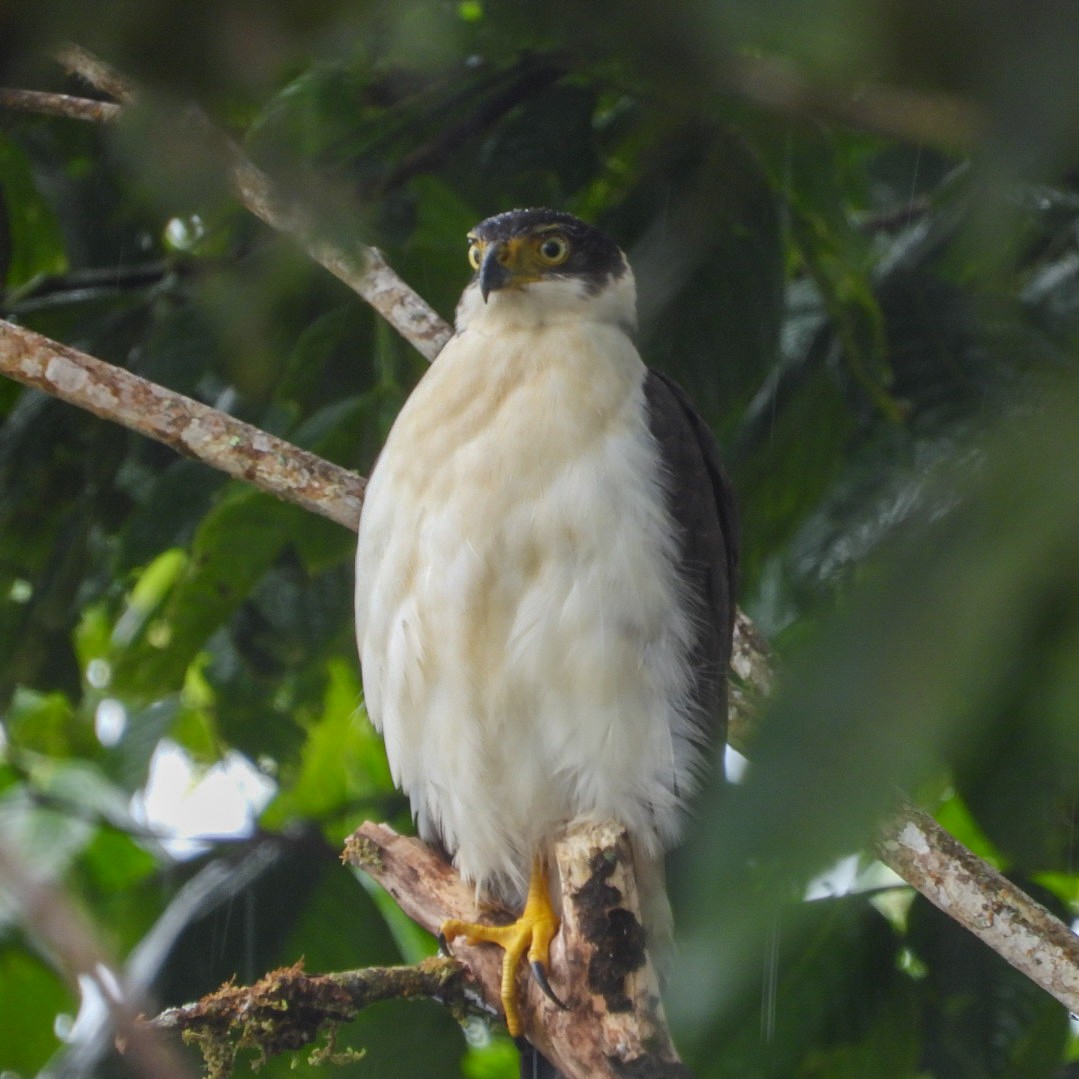 Collared Forest-Falcon - Fabricio Peñaranda