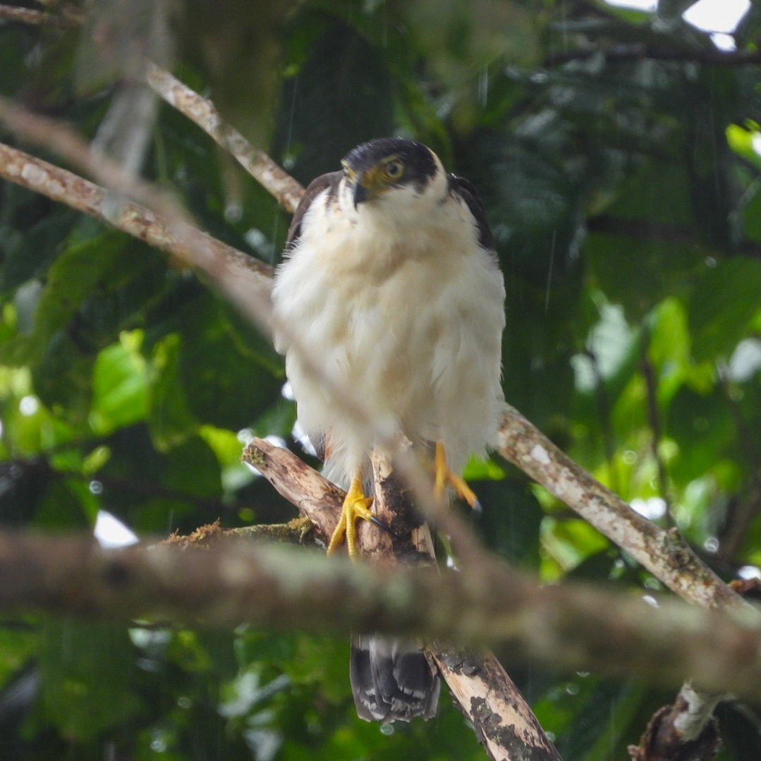 Collared Forest-Falcon - Fabricio Peñaranda