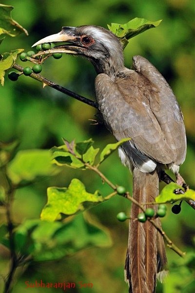 Indian Gray Hornbill - ML378037241