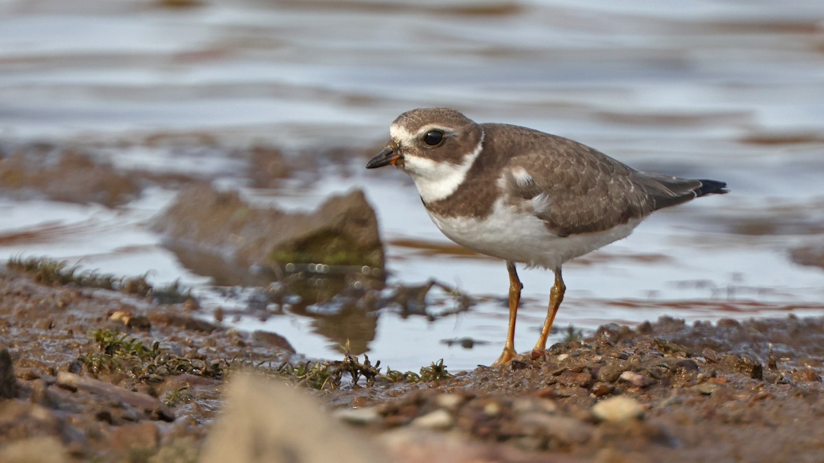 Semipalmated Plover - ML378037441