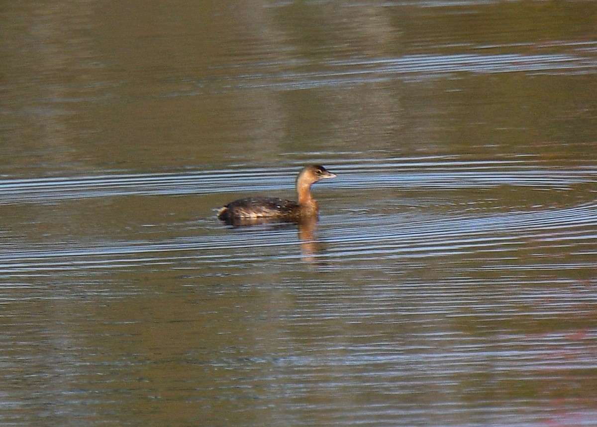 Pied-billed Grebe - ML378037661