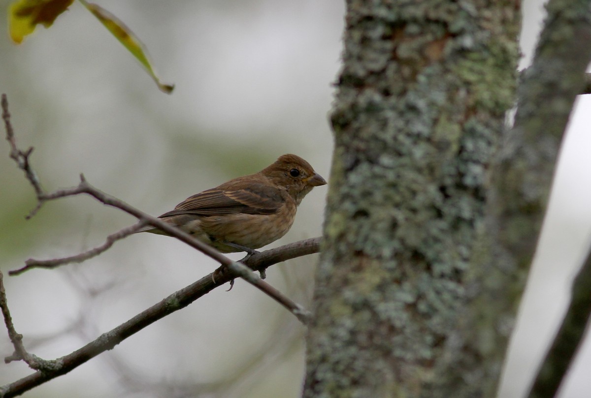 Indigo Bunting - ML37803801