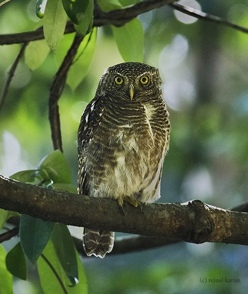 Asian Barred Owlet - Rejaul Karim