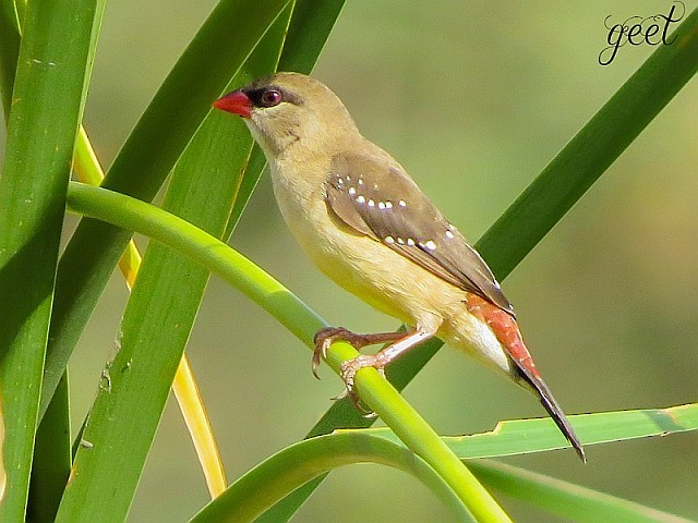 Red Avadavat (Red-bellied) - ML378038191