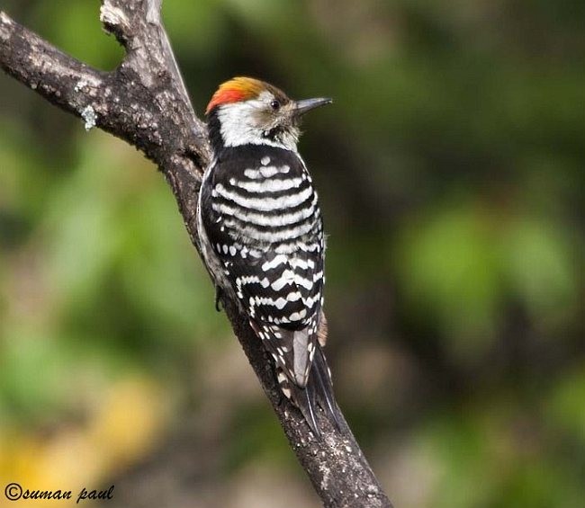 Brown-fronted Woodpecker - ML378040541