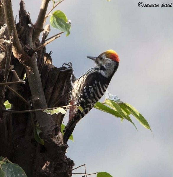Brown-fronted Woodpecker - ML378040551