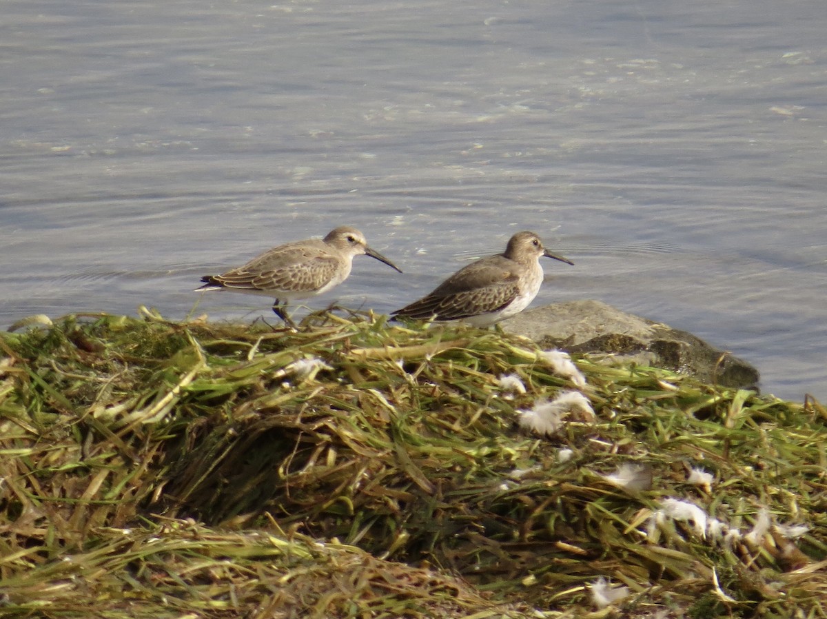 Dunlin - ML378040671