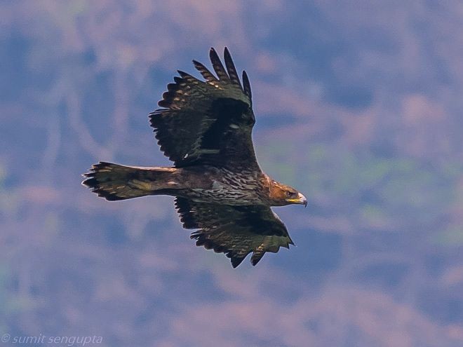 Bonelli's Eagle - ML378040831