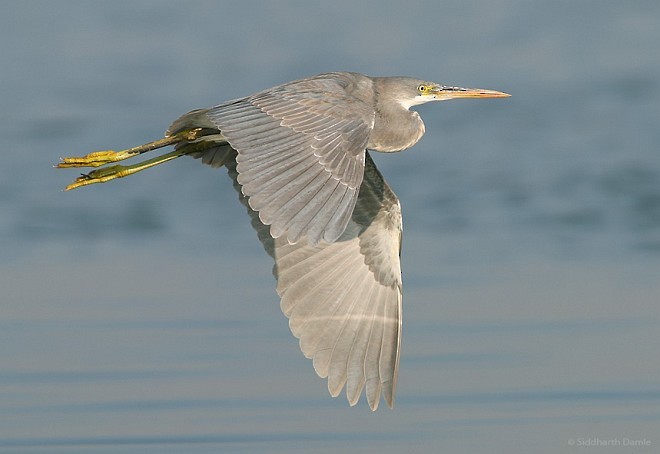 Western Reef-Heron (Eastern) - Siddharth Damle