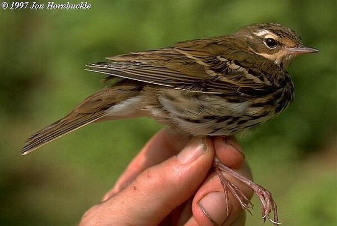 Pipit à dos olive - ML378041721