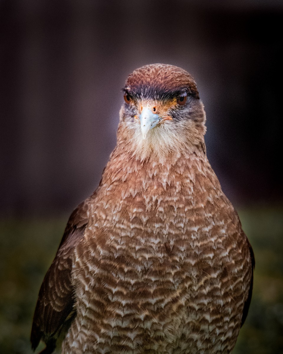 Chimango Caracara - ML378042751