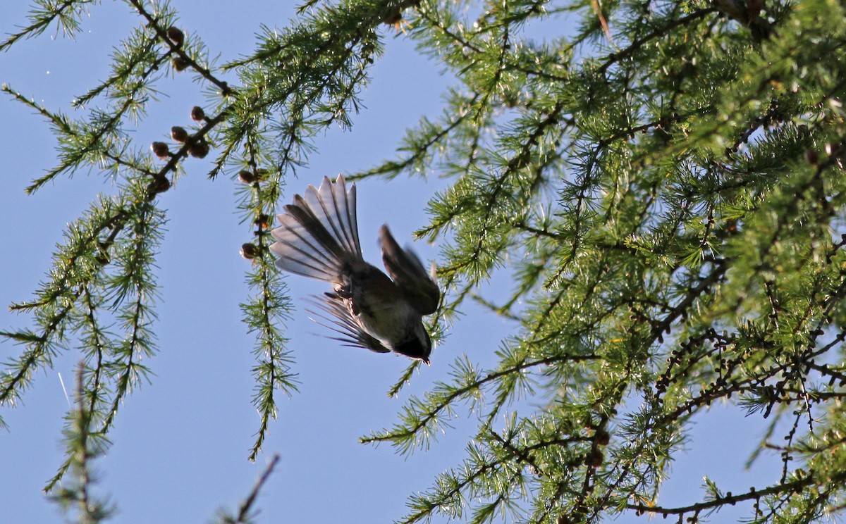 Boreal Chickadee - Jay McGowan