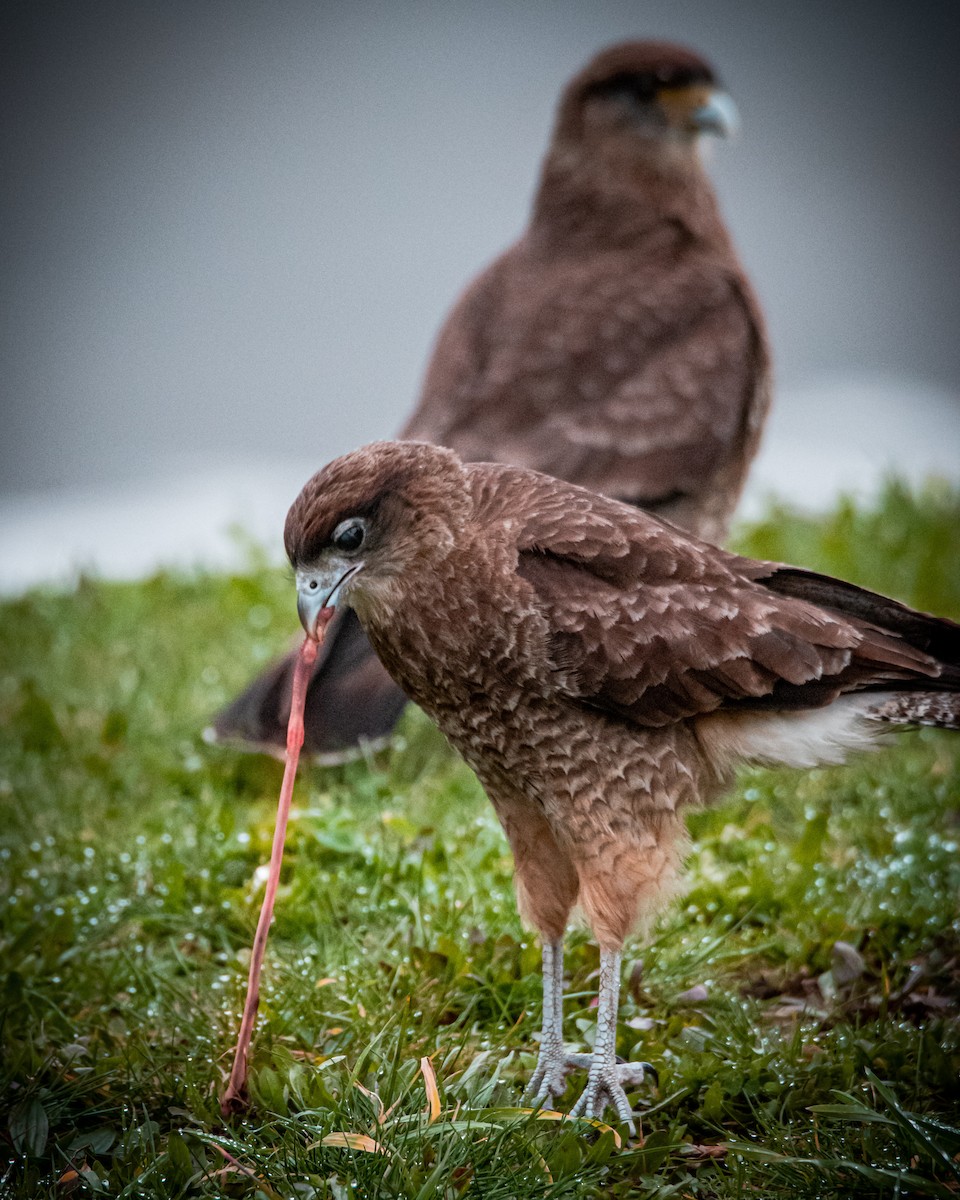 Chimango Caracara - ML378043051