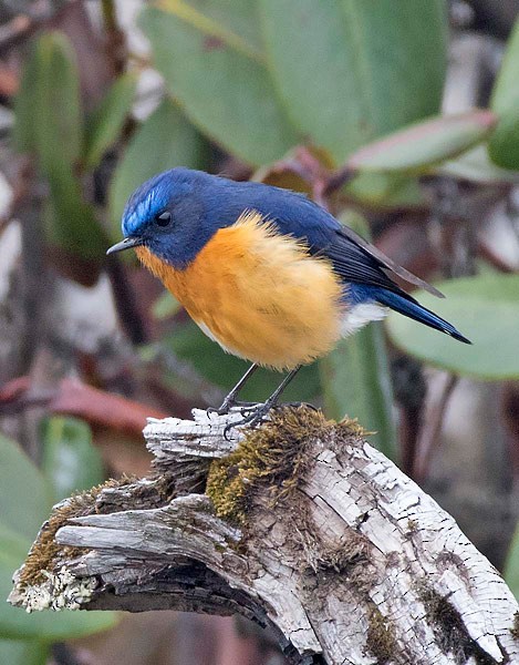 Rufous-breasted Bush-Robin - ML378043181