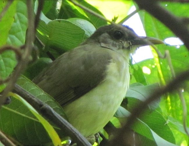 Bulbul de Nicobar - ML378045301