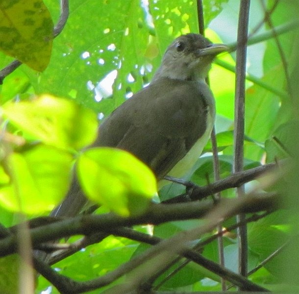 Nicobar Bulbul - ML378045321