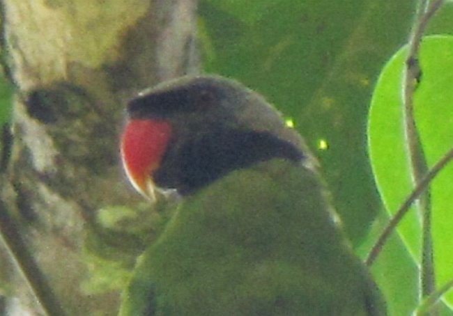 Nicobar Parakeet - ML378045481
