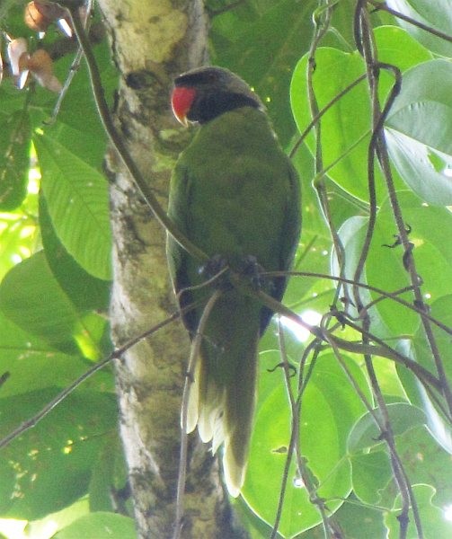 Nicobar Parakeet - ML378045491