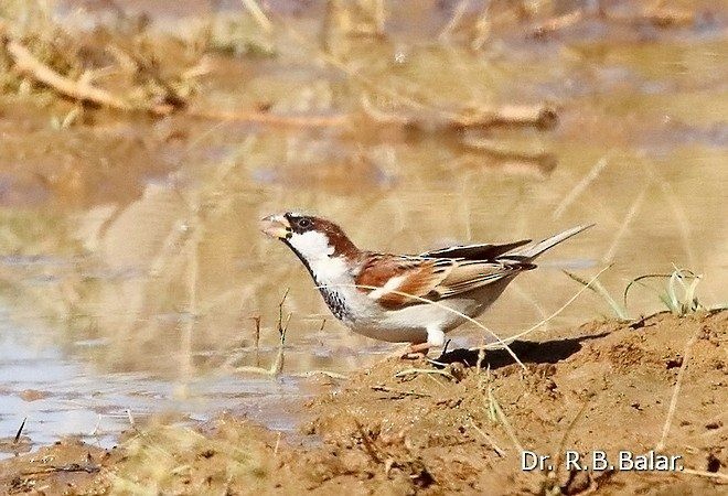 Moineau domestique - ML378047371