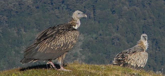 Himalayan Griffon - Subrato Sanyal