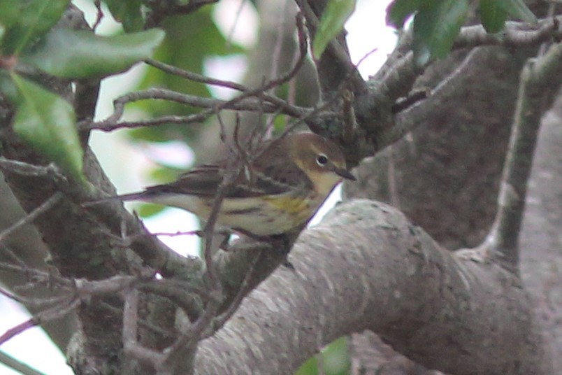 Yellow-rumped Warbler (Myrtle) - ML378049281