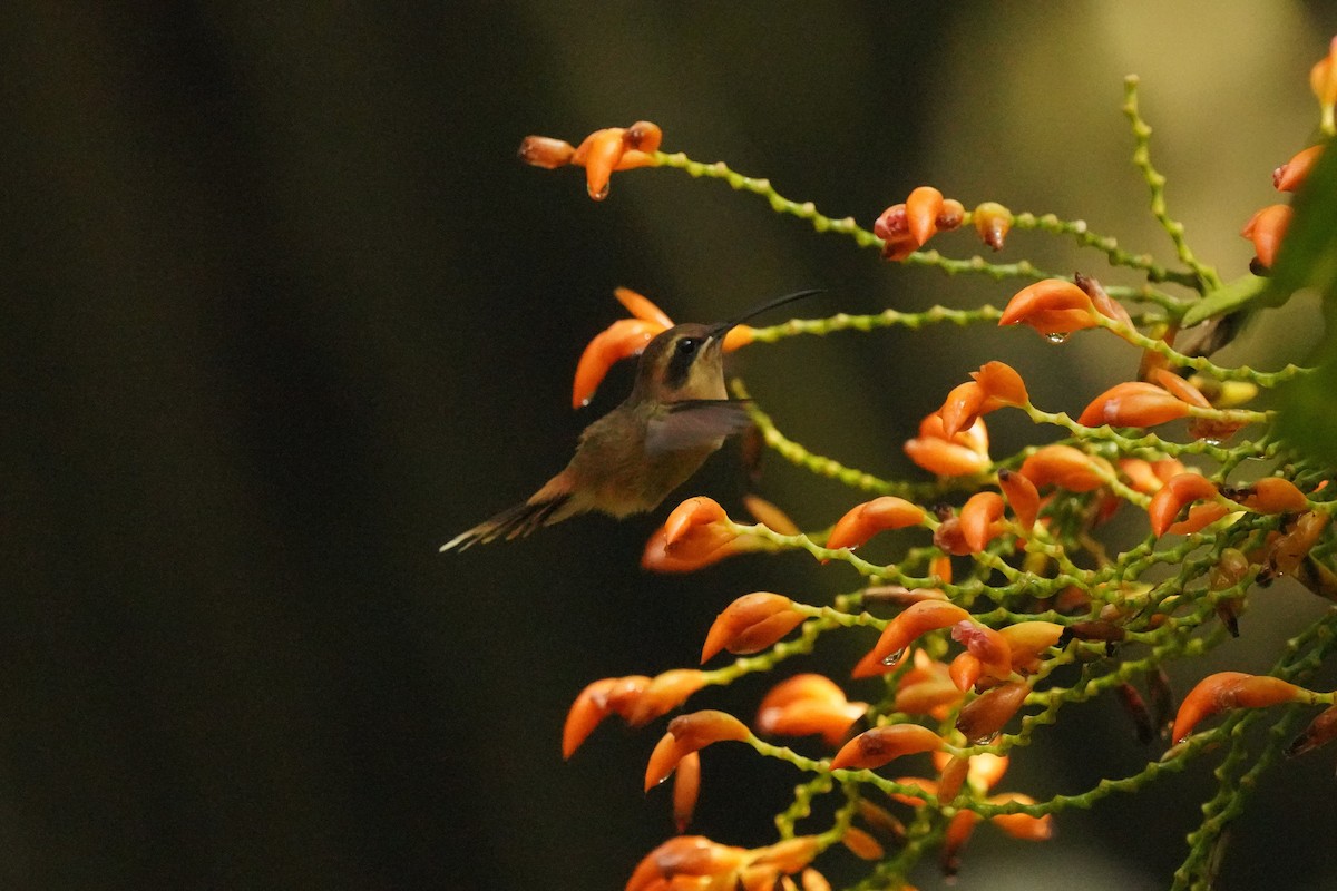 Stripe-throated Hermit - ML378049551